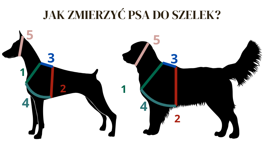Jak zmierzyć psa do szelek Guard – schemat pomiarów